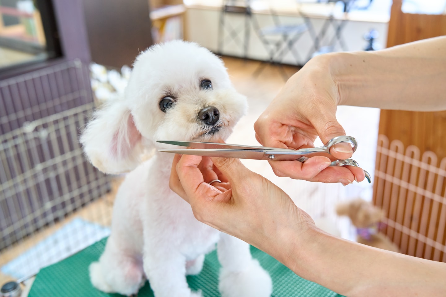 Professional groomer carefully trims a white poodle with scissors.