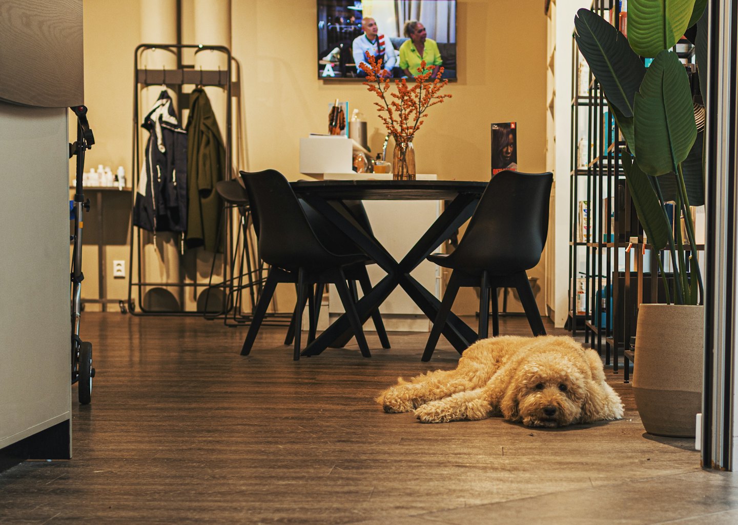 A fluffy light brown dog rests on a dark wooden floor.