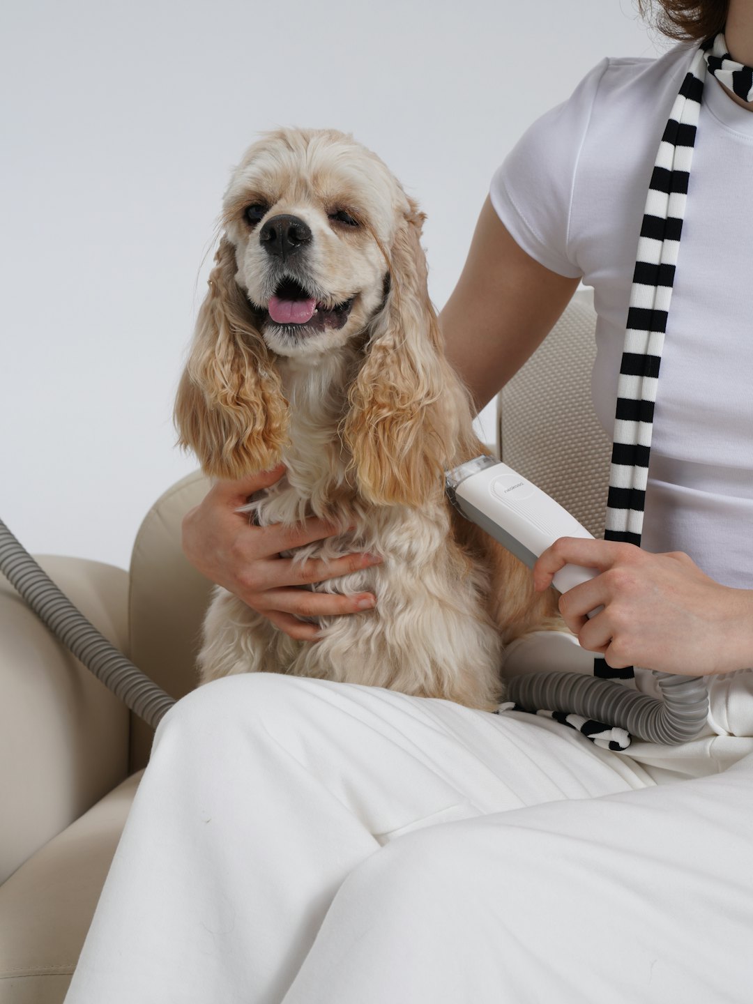 Hands groom a cream Cocker Spaniel with an electric shaver.